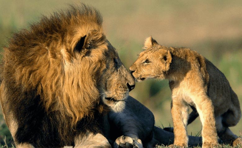 Gir National Park Safari
